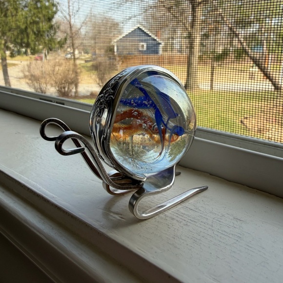 Marble Fork Snail - Picture 9 of 9